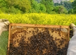 Essaims d'abeilles noires hivernés 