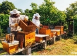 Vends ruches complètes + essaim 