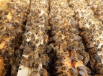 Essaim d'abeilles 5 cadres Dadant reine 2024 